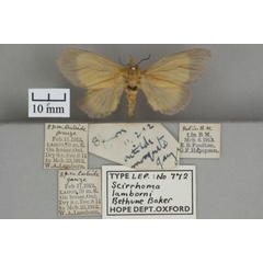 /filer/webapps/moths/media/images/L/lamborni_Gavara_HTF_OUMNHa_01.jpg