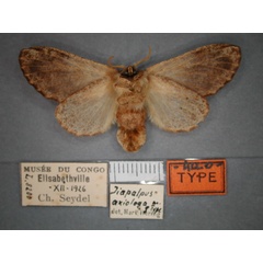 /filer/webapps/moths/media/images/A/axiologa_Diapalpus_AT_RMCA_02.jpg