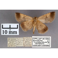 /filer/webapps/moths/media/images/C/culminifera_Baniana_STM_OUMNH_02.jpg