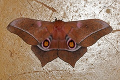 Imbrasia epimethea