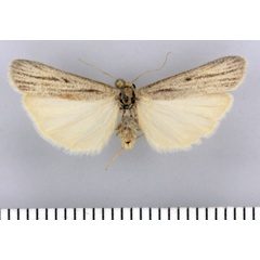 /filer/webapps/moths/media/images/V/virgatum_Entephrilema_HT_Kuhne.jpg