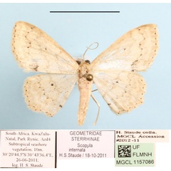 /filer/webapps/moths/media/images/I/internata_Scopula_A_MGCLa_01.JPG