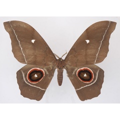 /filer/webapps/moths/media/images/E/eblis_Gonimbrasia_AM_Basquin.jpg