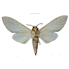 /filer/webapps/moths/media/images/M/morogoroensis_Neoclanis_HT_EMEMb.jpg
