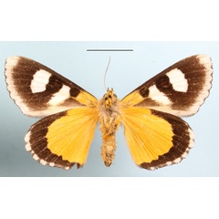 /filer/webapps/moths/media/images/C/coryndoni_Schausia_A_MGCLb_01.jpg