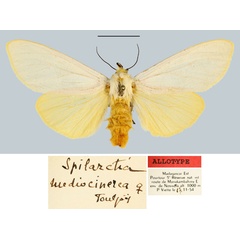 /filer/webapps/moths/media/images/M/mediocinerea_Spilarctia_AT_MNHN.jpg