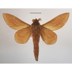 /filer/webapps/moths/media/images/C/choerocampoides_Cheligium_A_MGCLb_01.JPG