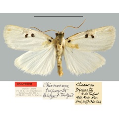 /filer/webapps/moths/media/images/T/tripuncta_Chionaema_HT_MNHN.jpg