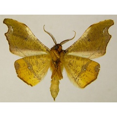 /filer/webapps/moths/media/images/E/excavata_Sphingomima_HT_ZSMb.jpg