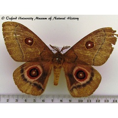/filer/webapps/moths/media/images/B/bomfordi_Bunaeopsis_A_OUMNH.jpg
