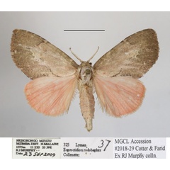 /filer/webapps/moths/media/images/R/rhodobaphes_Euproctidon_AF_MGCLa_02.JPG