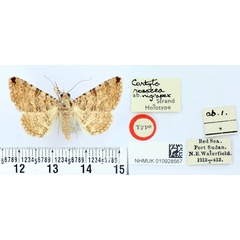 /filer/webapps/moths/media/images/N/nigrapex_Cortyta_HT_BMNH.jpg