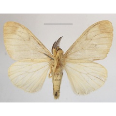 /filer/webapps/moths/media/images/T/tottea_Stracena_AM_MGCLb_01.JPG
