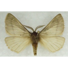 /filer/webapps/moths/media/images/D/degenera_Paraphyllalia_AM_Stroehle.jpg