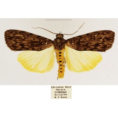 /filer/webapps/moths/media/images/M/meridionalis_Sommeria_AM_TMSA_02.jpg