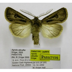 /filer/webapps/moths/media/images/A/alticaffer_Agrotis_PT_TMSA.jpg