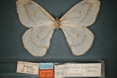 Pseudaphelia karemii