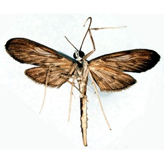 /filer/webapps/moths/media/images/S/sordida_Hymenoptychis_HT_SNHMb.jpg