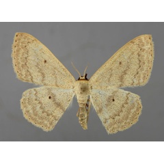 /filer/webapps/moths/media/images/L/latitans_Scopula_A_ZSM_01.jpg