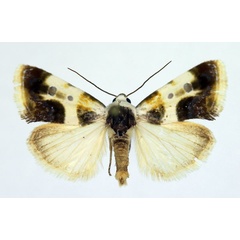 /filer/webapps/moths/media/images/N/natalis_Acontia_AM_Aulombard_01.jpg