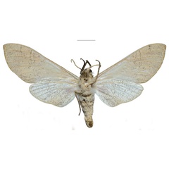 /filer/webapps/moths/media/images/P/politzari_Neoclanis_PTF_ZSMb.jpg