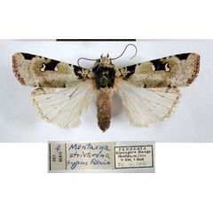 /filer/webapps/moths/media/images/S/strictirena_Mentaxya_AT_MSNM.jpg