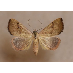 /filer/webapps/moths/media/images/F/fragilis_Phytometra_A_Butler.jpg