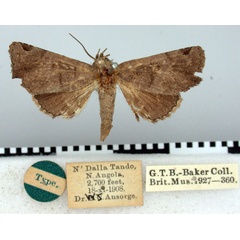 /filer/webapps/moths/media/images/A/adoxodes_Eutelia_HT_BMNH.jpg