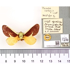 /filer/webapps/moths/media/images/C/costalis_Parasa_AT_BMNH.jpg