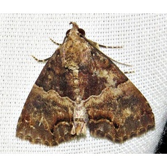 /filer/webapps/moths/media/images/I/interitalis_Sarmatia_A_Braun_04.jpg