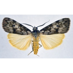/filer/webapps/moths/media/images/P/pandaensis_Digama_AM_NHMO.jpg