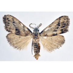 /filer/webapps/moths/media/images/L/loxoleuca_Meganola_AM_NHMO.jpg