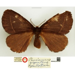 /filer/webapps/moths/media/images/G/giganteus_Phasicnecus_HT_NHMUK.jpg