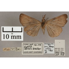 /filer/webapps/moths/media/images/L/laetalis_Hypena_HT_OUMNH_02.jpg