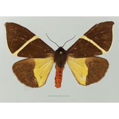 /filer/webapps/moths/media/images/S/staudingeri_Fodinoidea_AF_Basquina.jpg