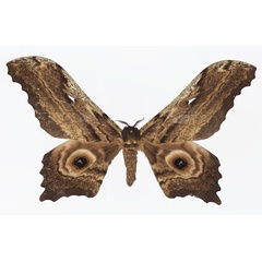 /filer/webapps/moths/media/images/N/nyansae_Athletes_AF_Basquin.jpg