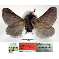 /filer/webapps/moths/media/images/M/murina_Chondrostega_HT_SNHMa.jpg