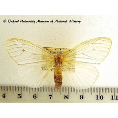 /filer/webapps/moths/media/images/I/infausta_Pseudostracilla_A_OUMNH_01.jpg