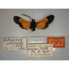 /filer/webapps/moths/media/images/O/overlaeti_Netrocera_A_RMCA_02.jpg