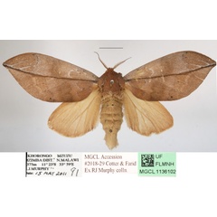 /filer/webapps/moths/media/images/E/exusta_Brachychira_AF_MGCLa_02.JPG