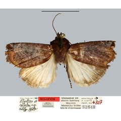 /filer/webapps/moths/media/images/C/catalai_Elyptron_HT_MNHN.jpg