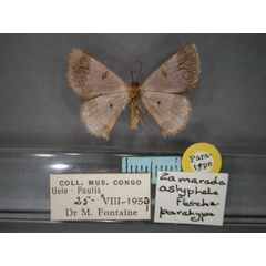 /filer/webapps/moths/media/images/A/astyphela_Zamarada_PT_RMCA_02.jpg