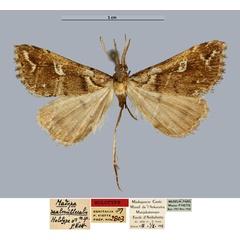 /filer/webapps/moths/media/images/S/saalmuelleralis_Madopa_HT_MNHN_TaWyPo1.jpg