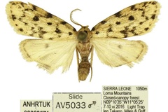 Siccia milesi