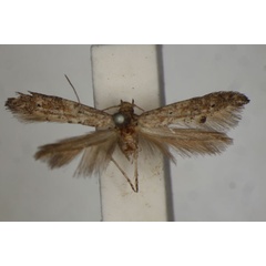 /filer/webapps/moths/media/images/P/proserga_Epermenia_A_BMNH.jpg