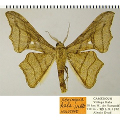 /filer/webapps/moths/media/images/K/kala_Xenimpia_HT_ZSMa.jpg