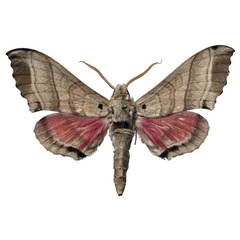 /filer/webapps/moths/media/images/A/angelika_Rufoclanis_PTM_EMEMa.jpg