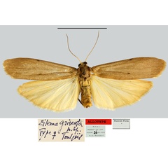 /filer/webapps/moths/media/images/G/griseata_Eilema_AT_MNHN.jpg