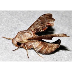 /filer/webapps/moths/media/images/P/pusillus_Odontosida_A_Braun_7.jpg