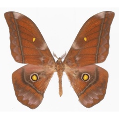 /filer/webapps/moths/media/images/A/amathusia_Gonimbrasia_AM_Basquina.jpg